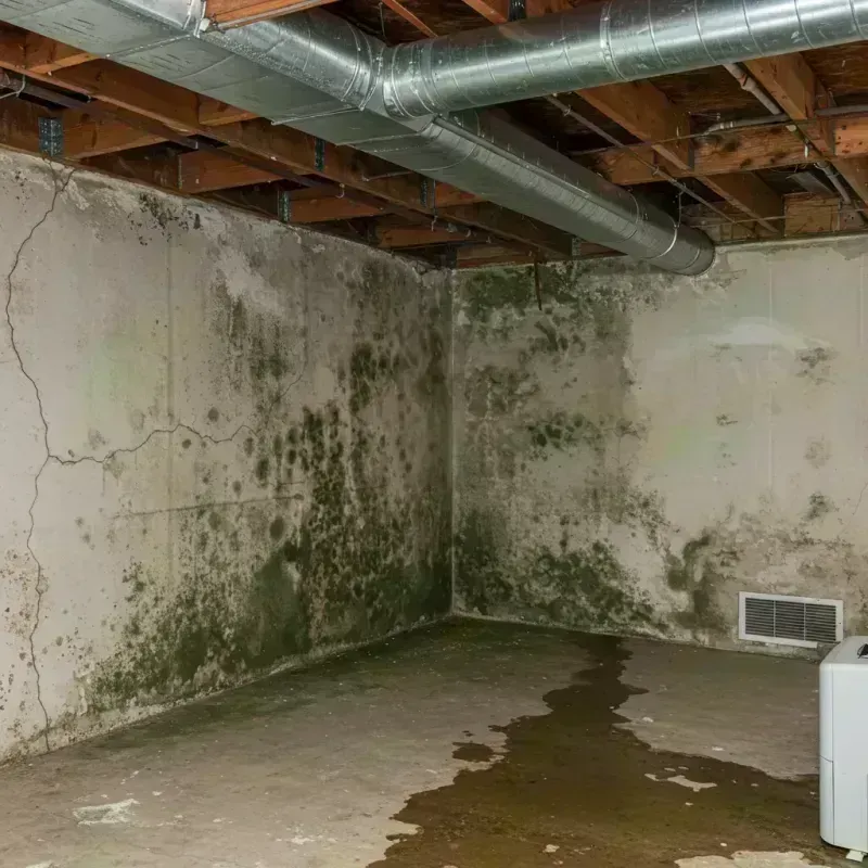 Professional Mold Removal in Braxton County, WV